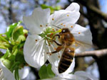 Divja enja - Prunus avium var sylvestris