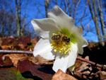 rni teloh - Helleborus niger