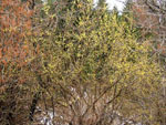 Rumeni dren - Cornus mas