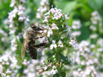 Materina duica