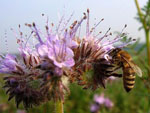 Facelija - Phacelia tanacetifolia Benth.