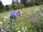 Navadni gadovec - Echium vulgare