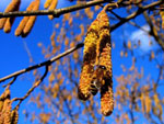 Navadna leska - Corylus avellana L.