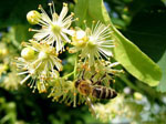 Lipa - Tilia platyphillos