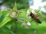 Malina - Rubus idaeus