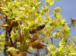 Ostrolisti javor - Acer platanoides