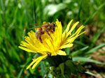 Regrad - Taraxacum officinale