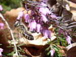 Spomladanska resa - Erica carnea