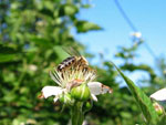 Robida - Rubus fruticosus L.