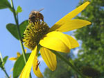 Rudbekija - Rudbeckia