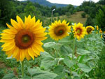 Sonnica - Helianthus annuus