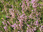 Jesenska vresa - Calluna vulgaris