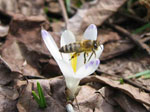 Beli afran - Crocus vernus albiflorus