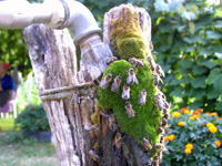 Hrastov nosilec za pipo na domaem vrtu ki je preraen z mahom  privlai mnoico ebel