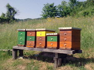 Čebelarstvo REBIČ Julijan iz Cest pri Rogatcu