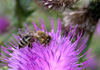 Čebela Kranjska sivka Apis Mellifera Carnica